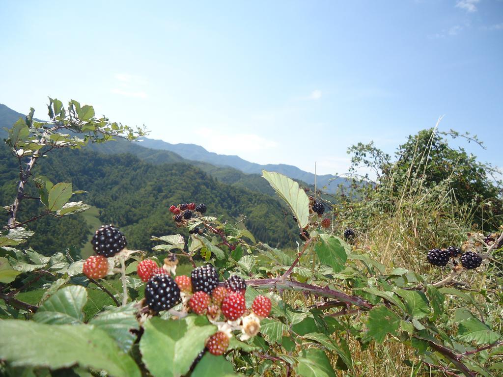 Agriturismo I Monti Di Salecchio Palazzuolo Sul Senio Εξωτερικό φωτογραφία